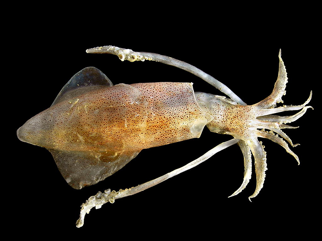Photo of squid with 8 short arms and two longer tentacles