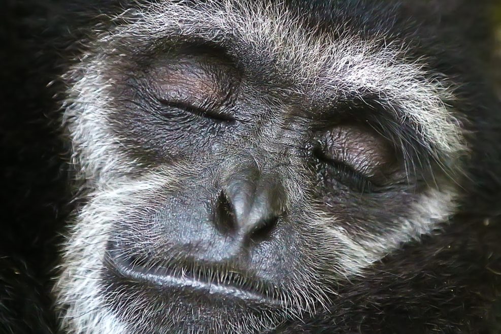 An ape face close-up with eyes closed