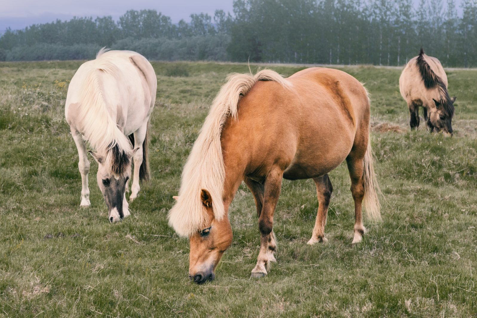 Icelandic horses